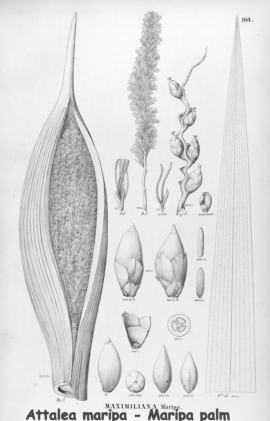 Attalea maripa - Maripa palm