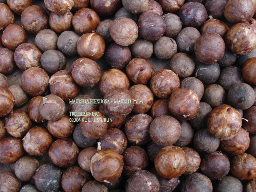 Mauritia flexuosa - Mauriti palm seeds