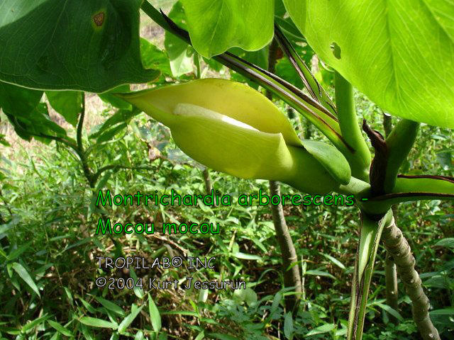 Montrichardia arborescens - Mocou mocou spathe