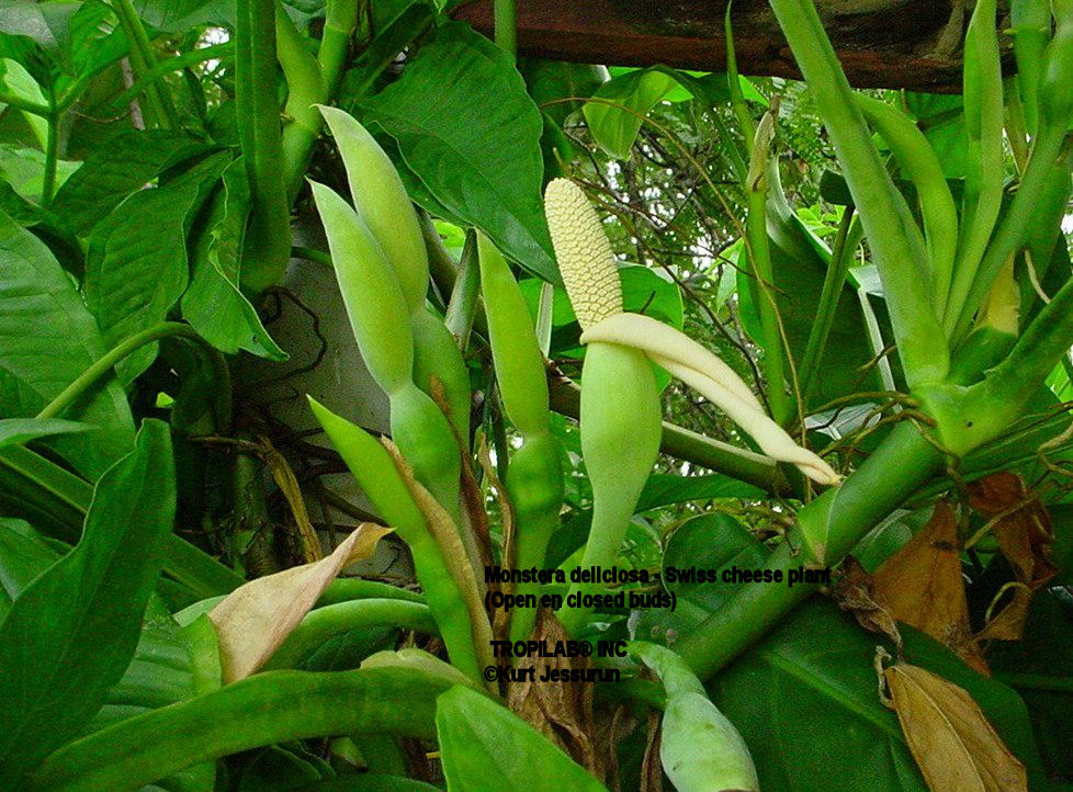 Monstera deliciosa - swiss cheese plant