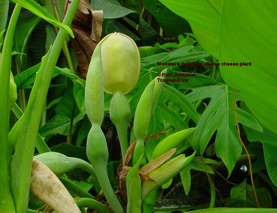 Monstera deliciosa - swiss cheese plant