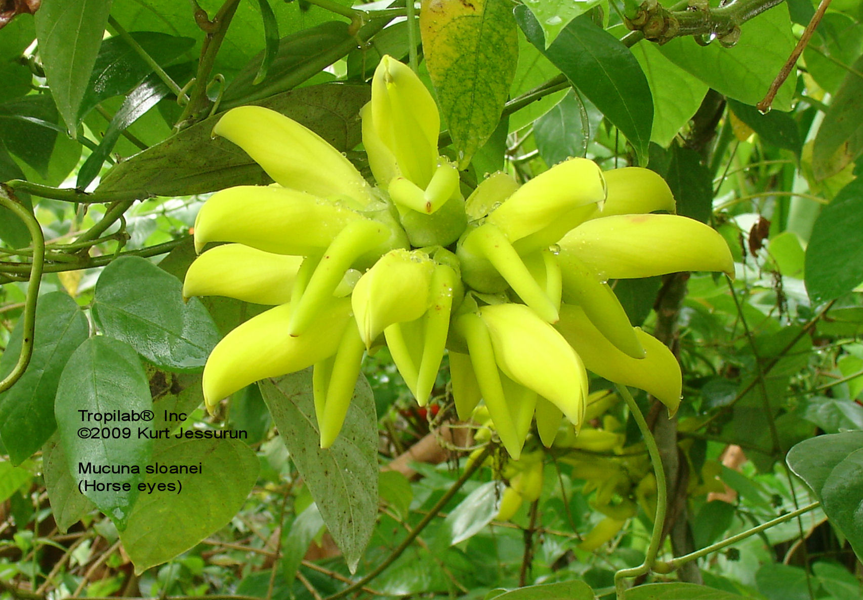 Mucuna sloanei flower