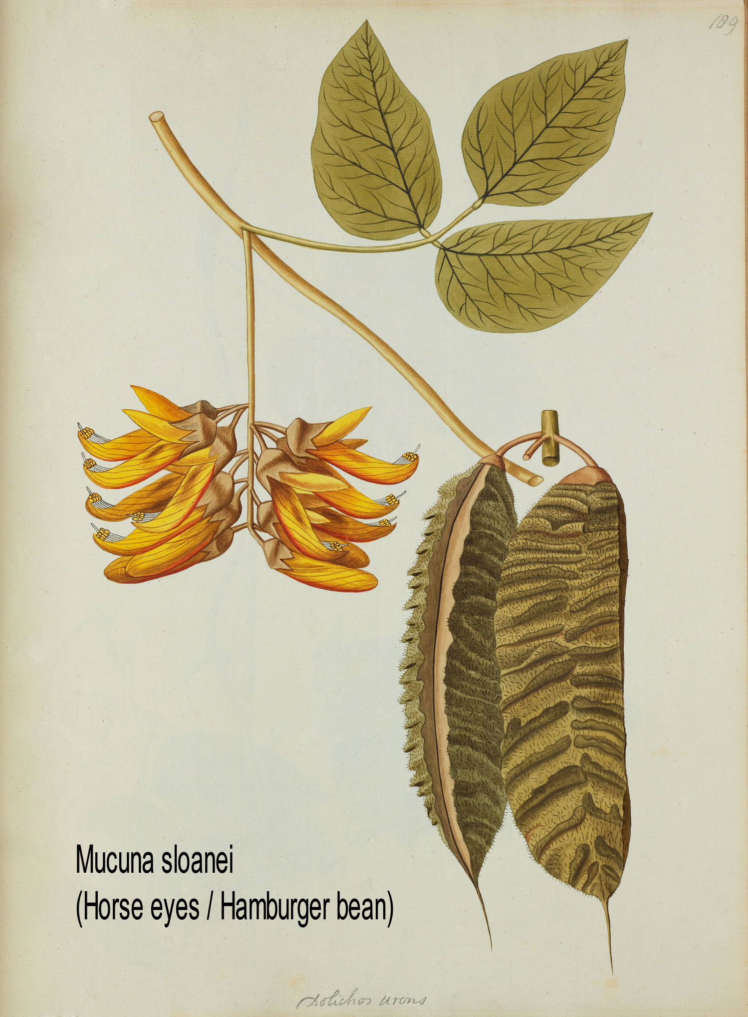 Mucuna sloanei