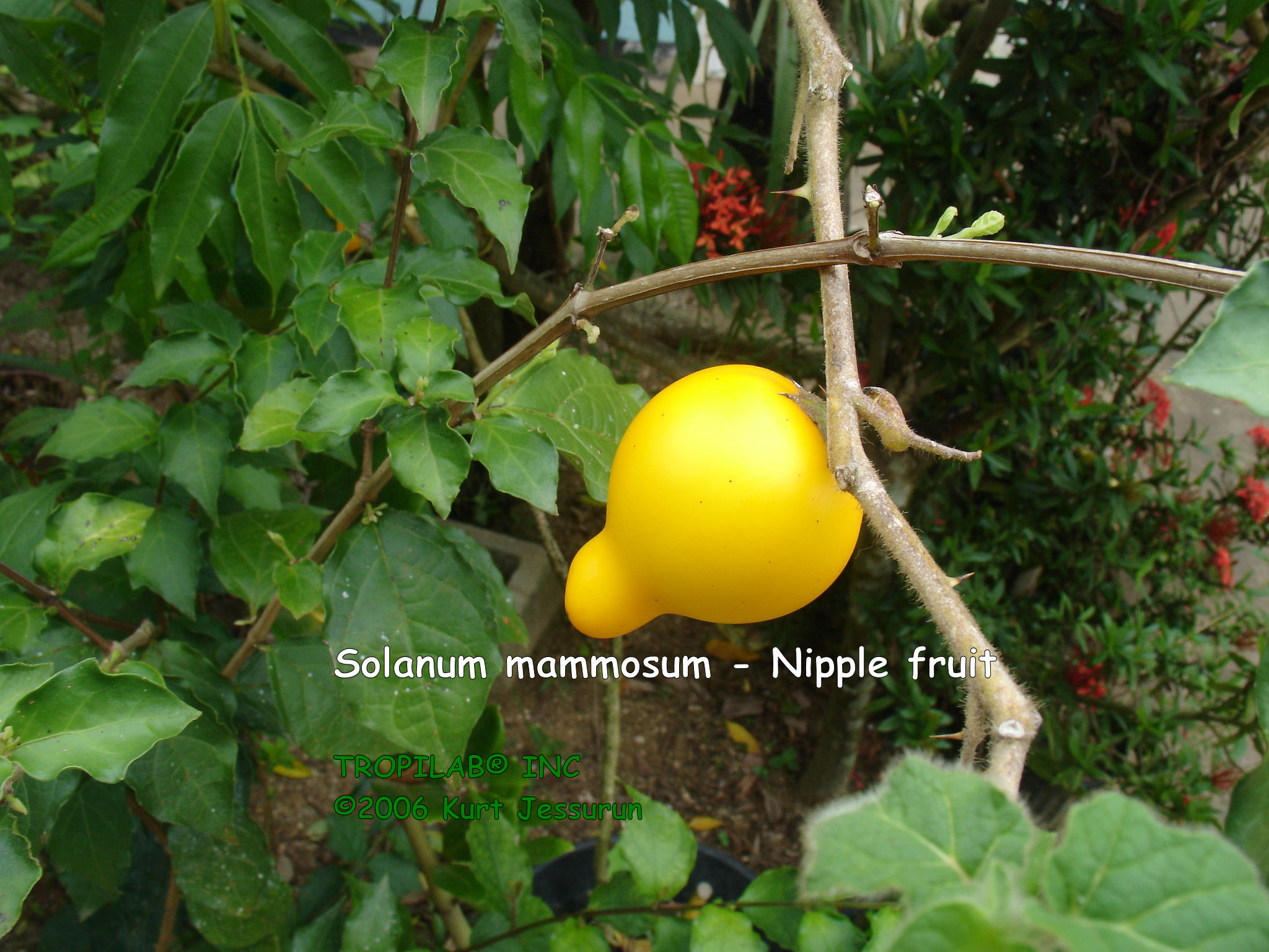 Solanum mammosum - Nipple fruit