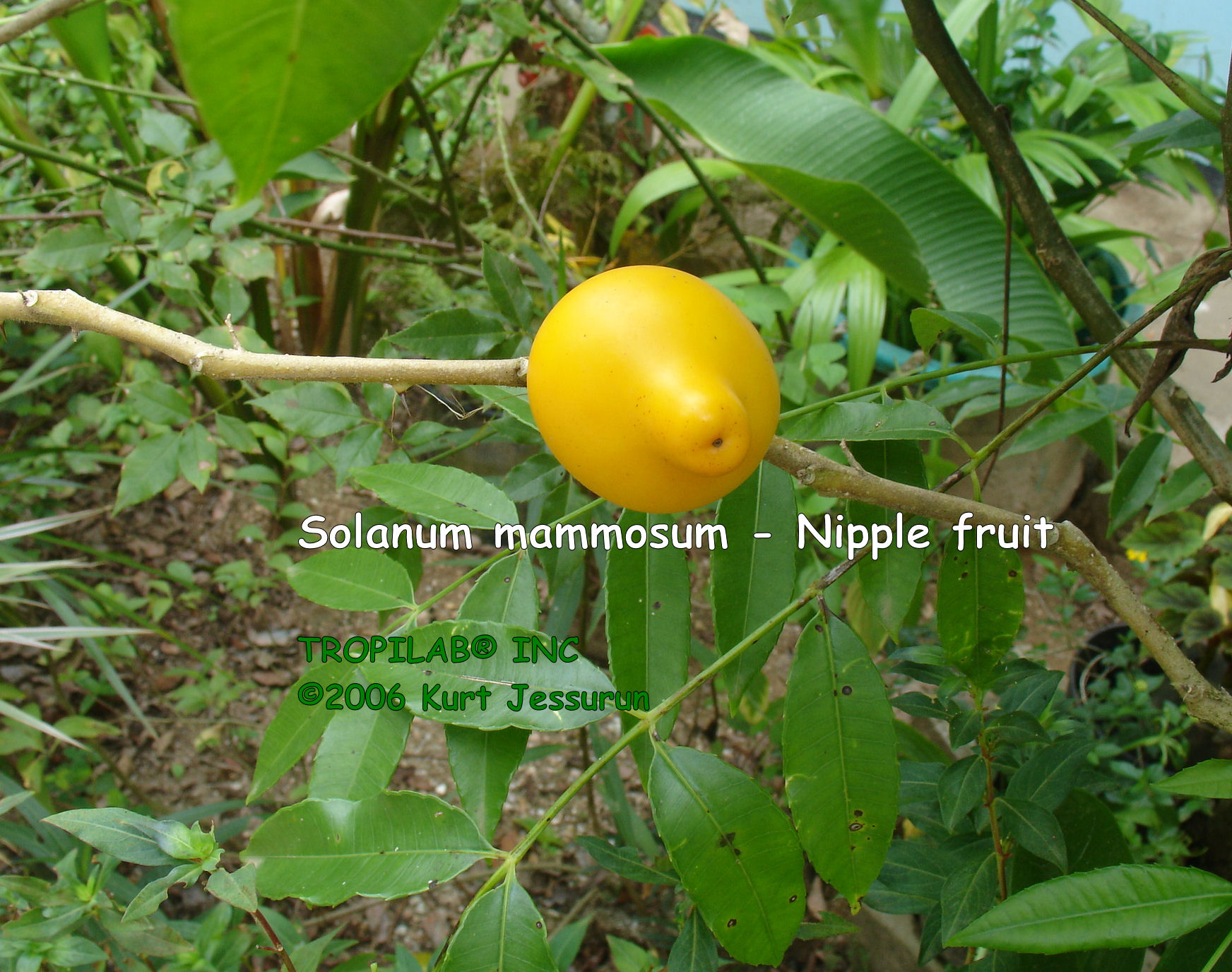 Solanum mammosum - Nipple fruit