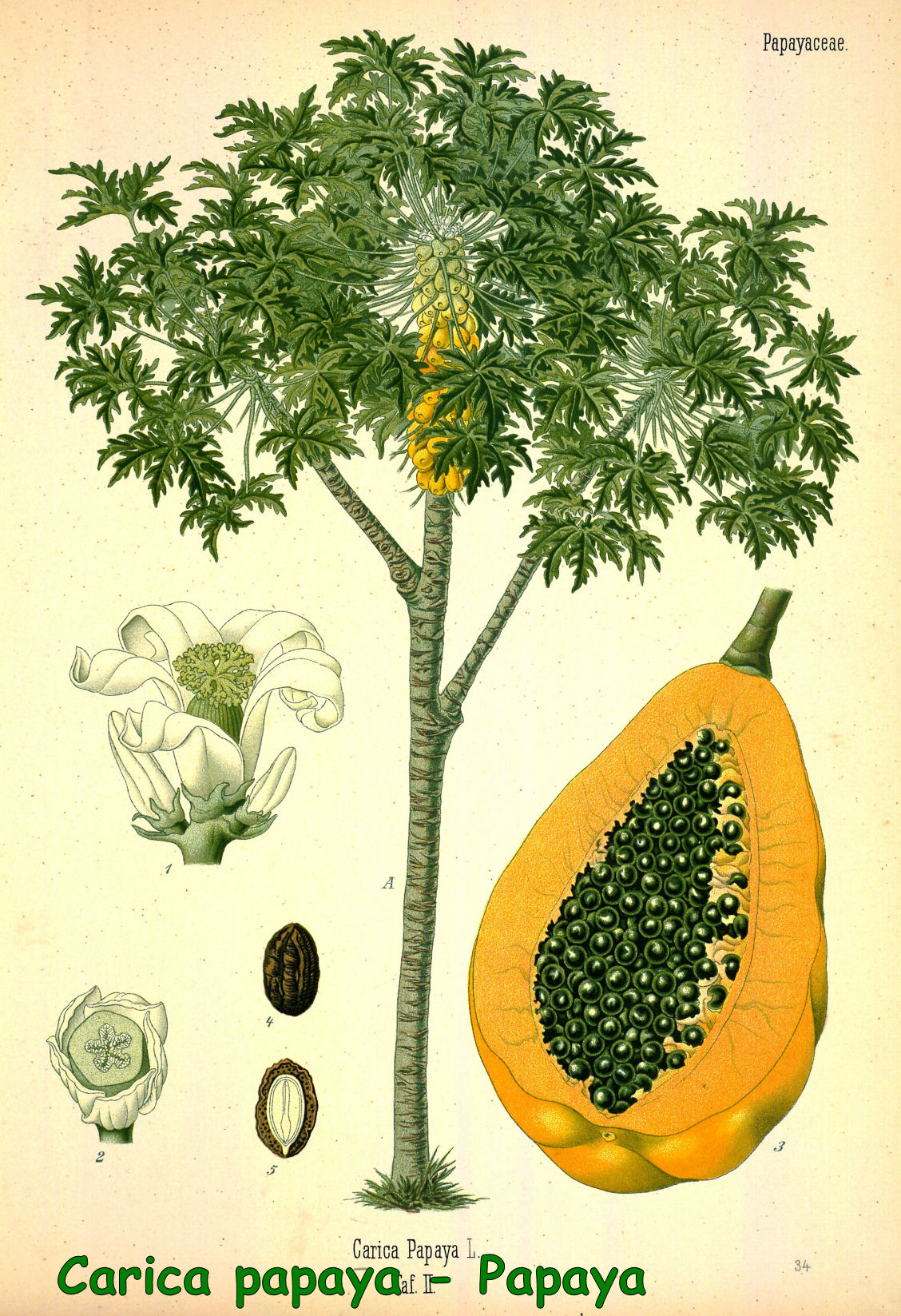 Carica papaya - Papaya