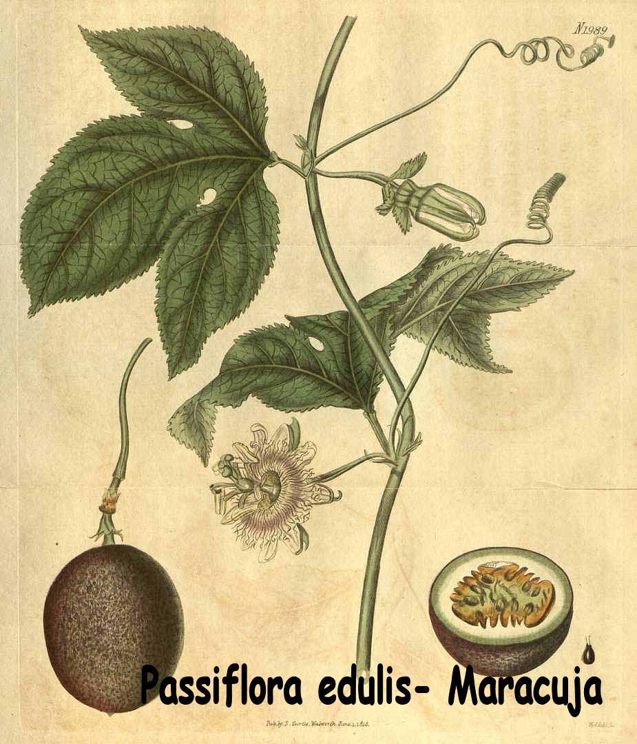 Passiflora edulis - Maracuja