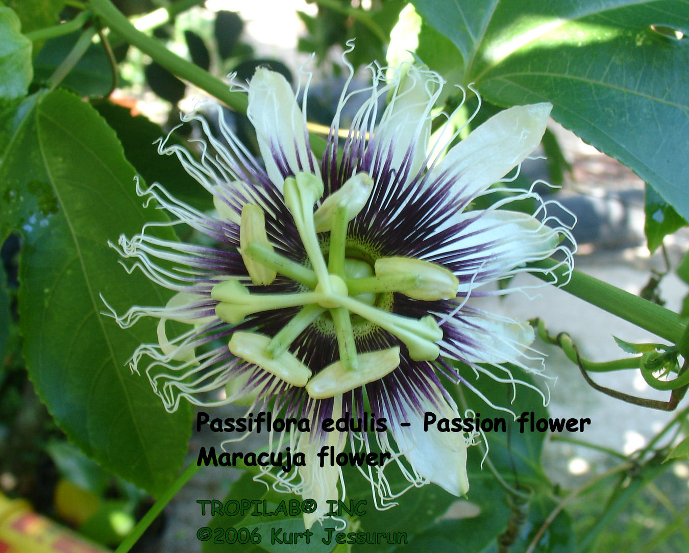 Passiflora edulis - Maracuja