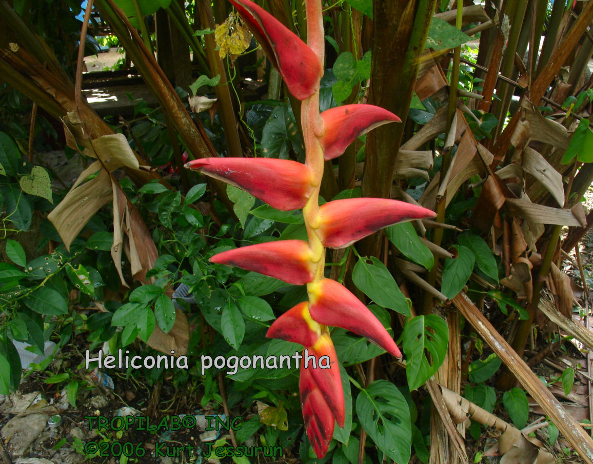 Heliconia pogonantha