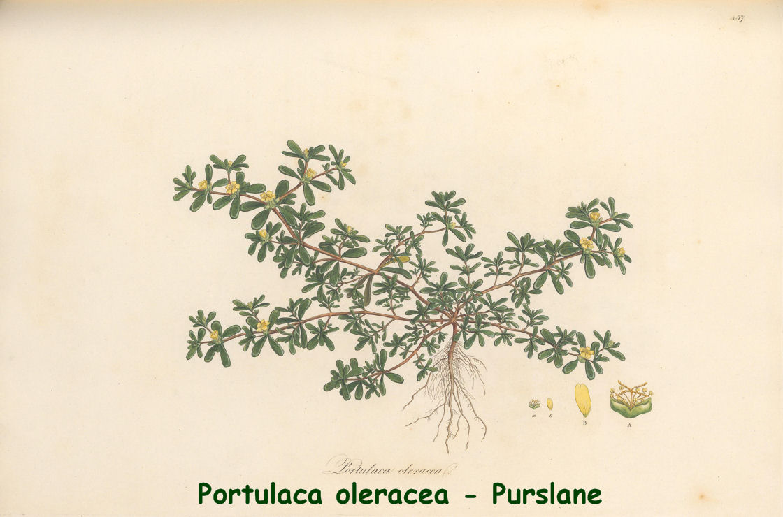 Portulaca oleracea - Purslane