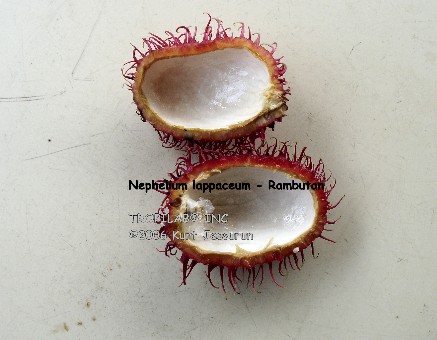 Nephelium lappaceum - Rambutan