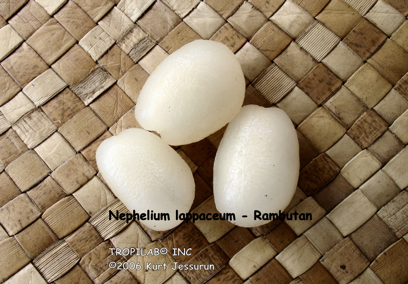 Nephelium lappaceum - Rambutan