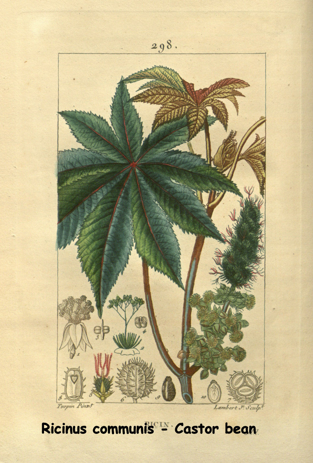 Ricinus communis - Castor bean