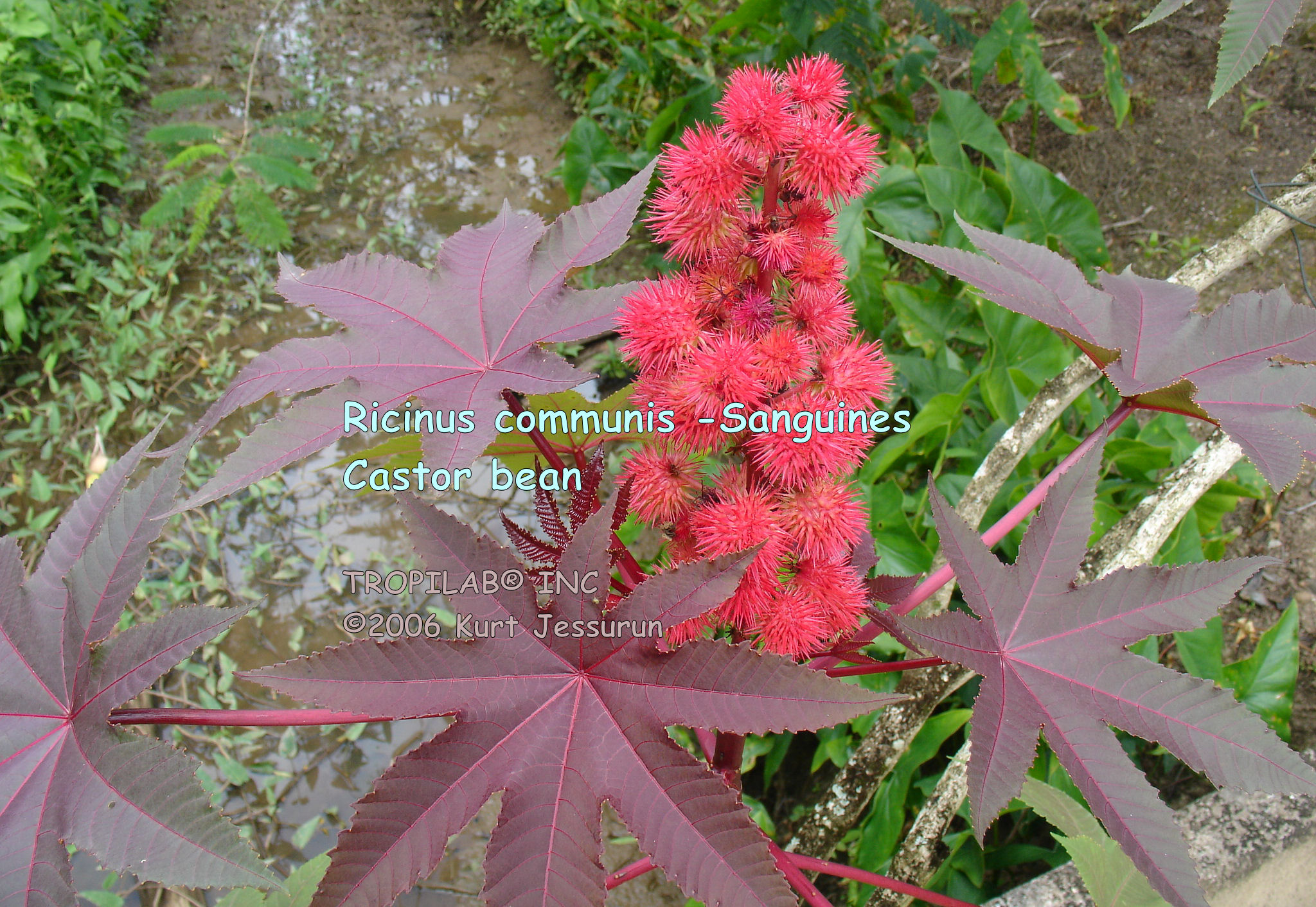 Ricinus communis Carmencita - Castor bean