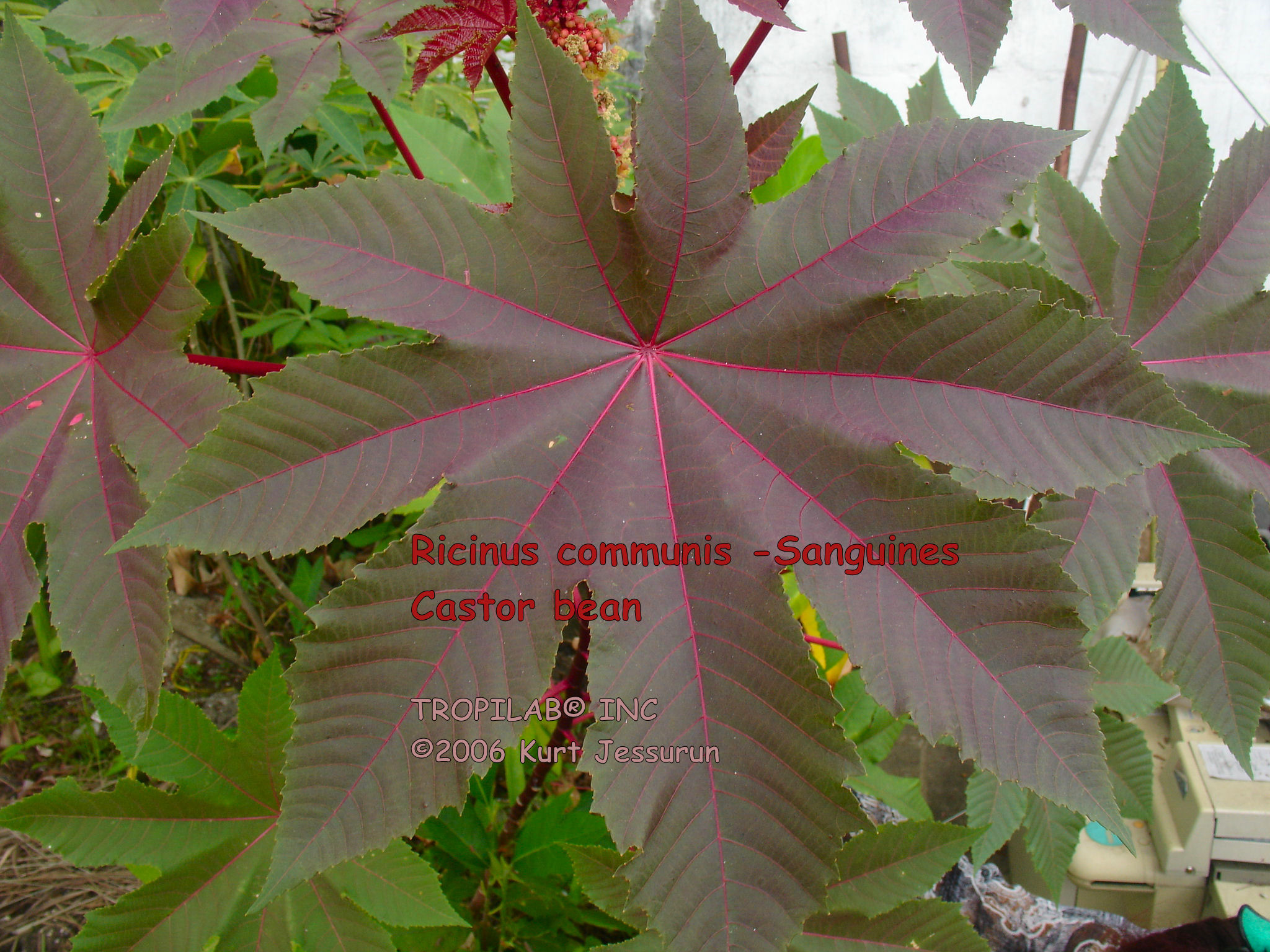 Ricinus communis Carmencita - Castor bean