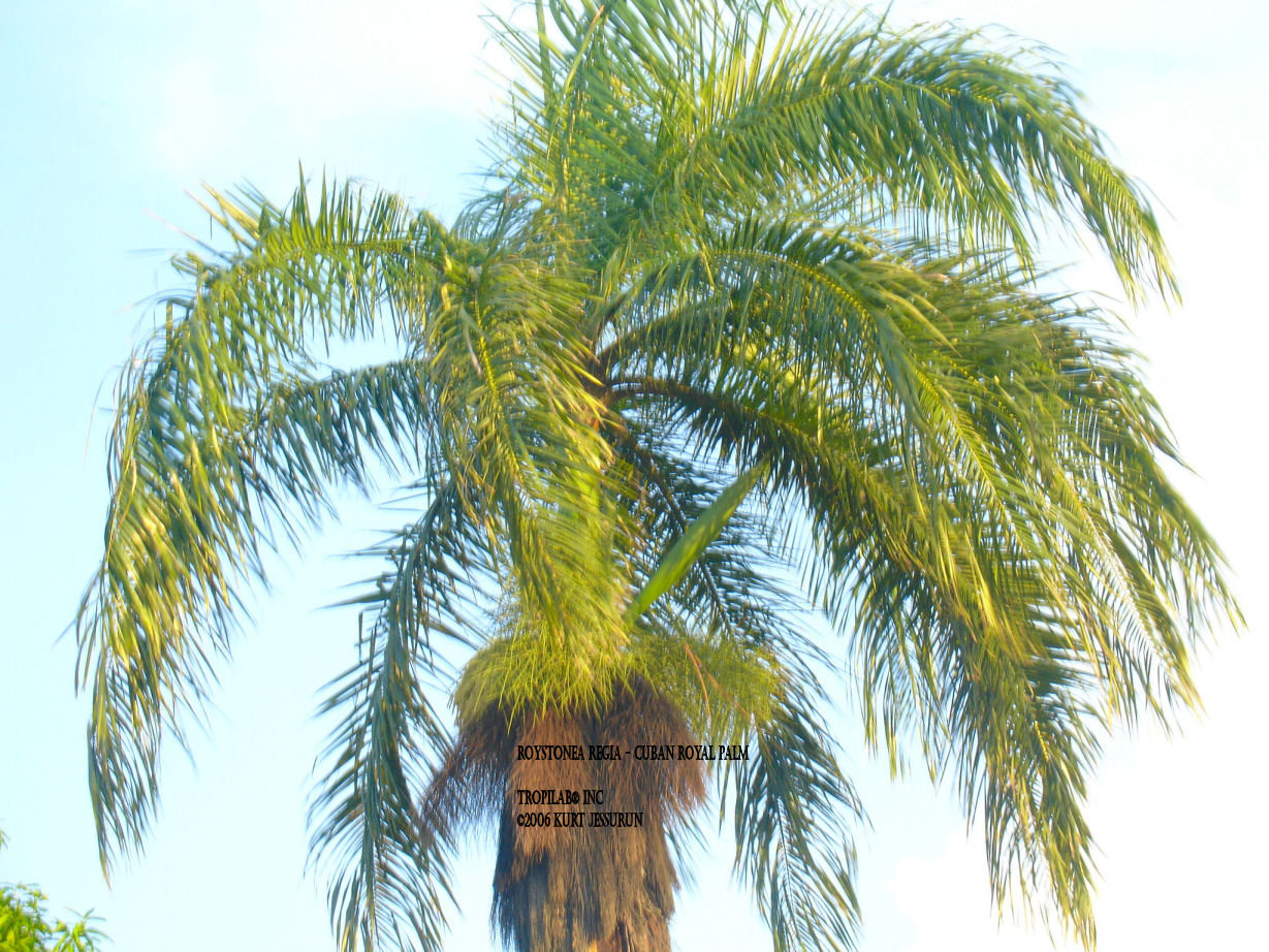 Roystonea regia - Royal Palm