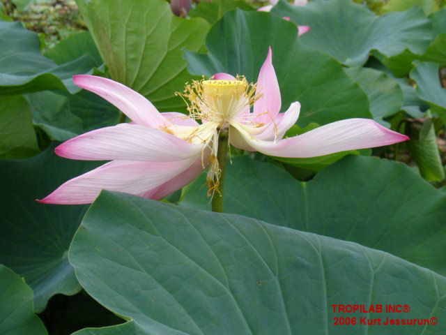 Nelumbo nucifera flower