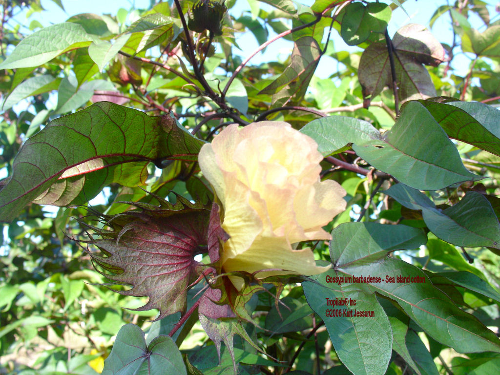 Gossypium barbadense flower