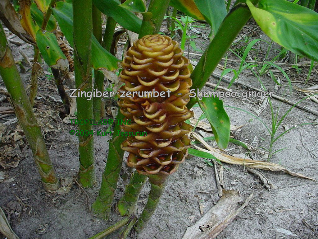 Zingiber zerumbet - Shampoo ginger