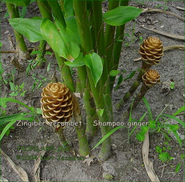 Zingiber zerumbet - Shampoo ginger