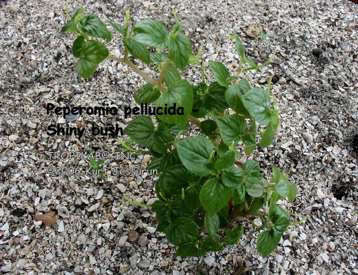 Peperomia pellucida - Shiny bush