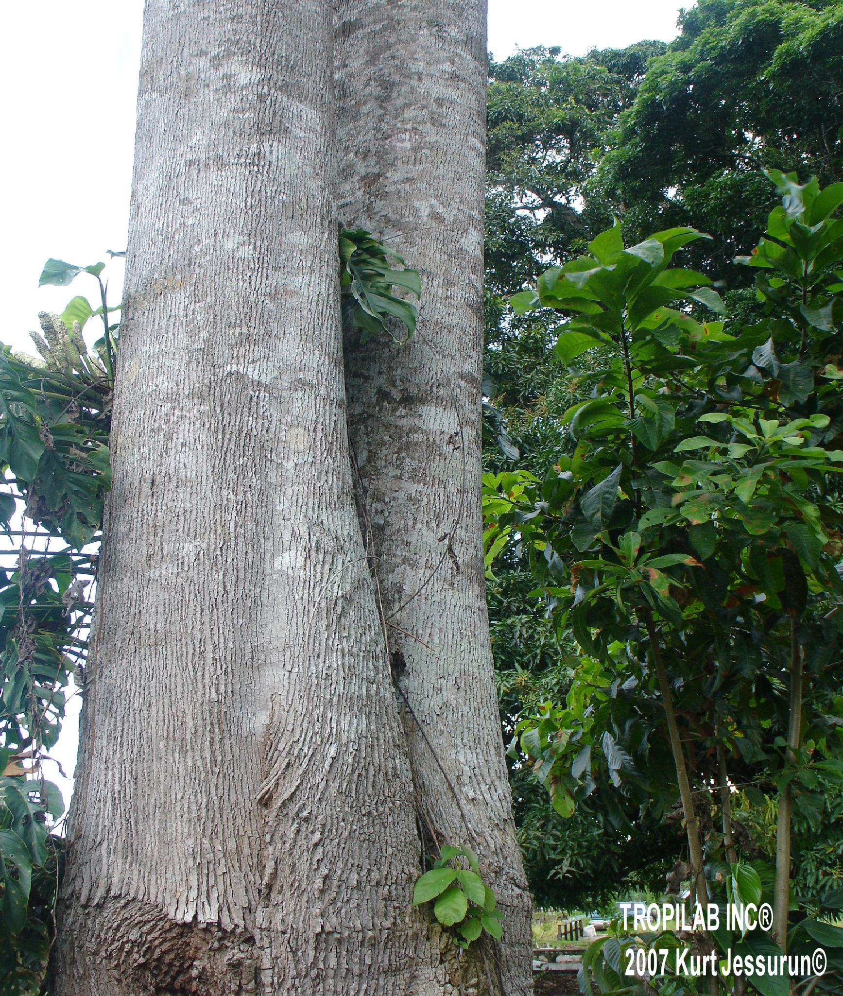 Simarouba officinalis - Simaruba