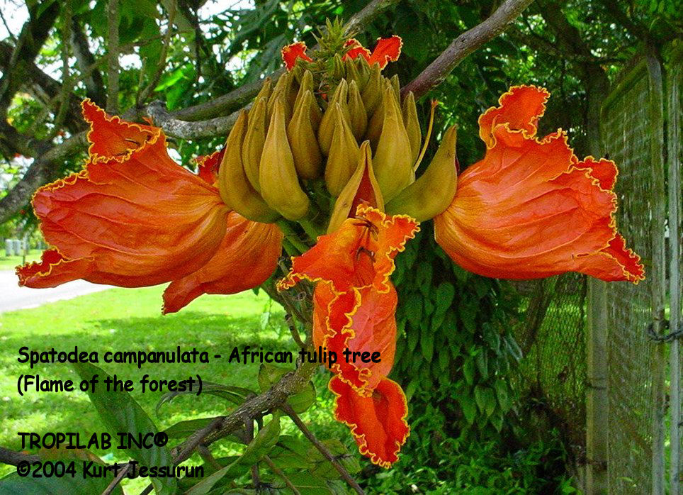 Spatodea campanulata - African tulip tree flowers