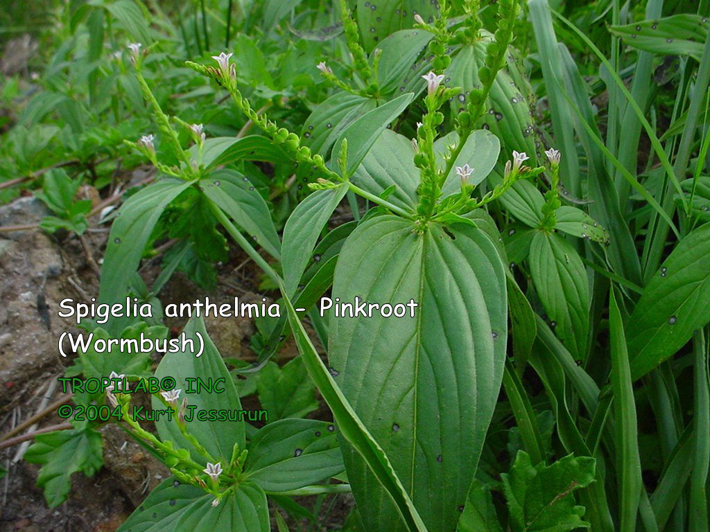 Spigelia anthelmia (Wormbush)