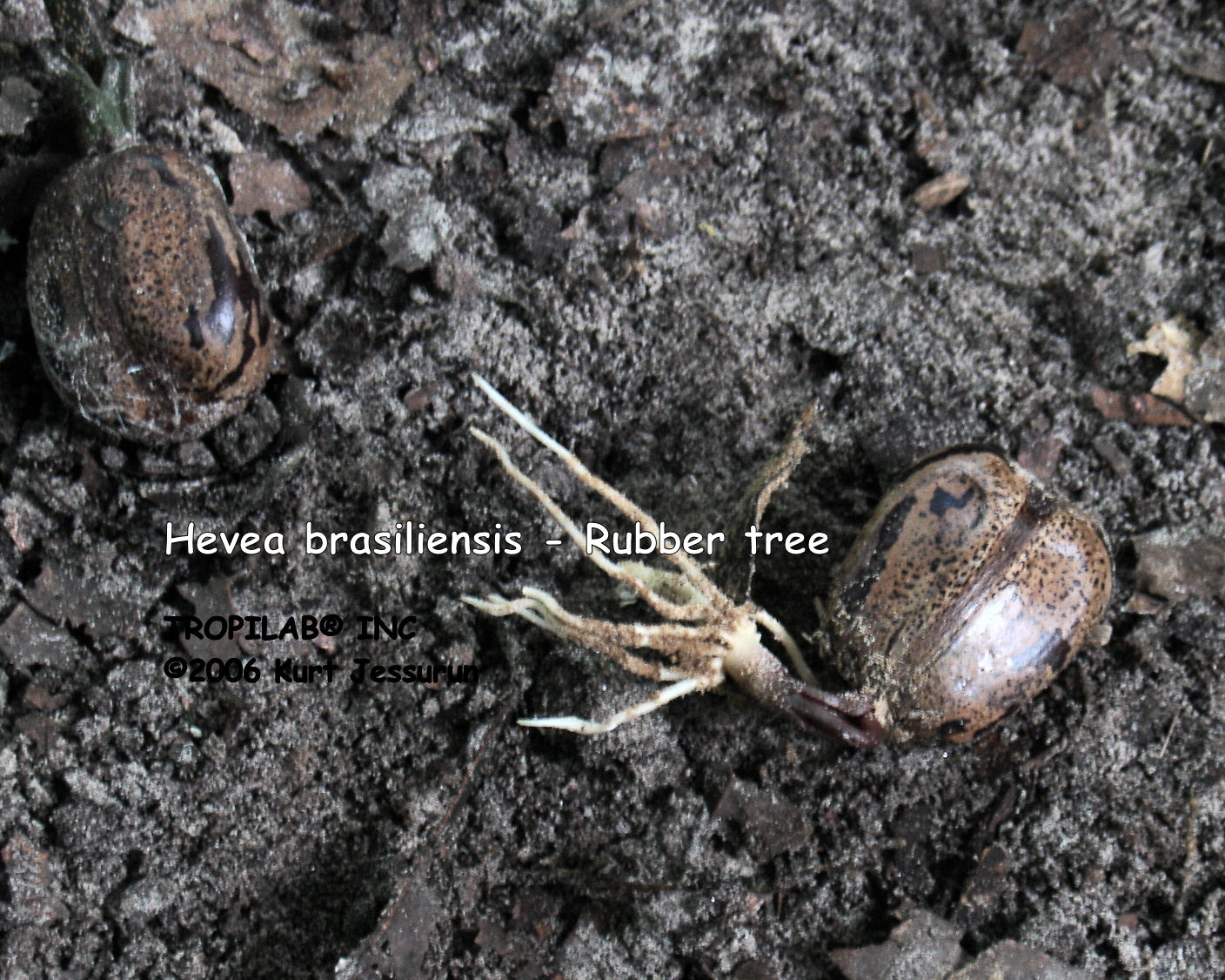 Sprouting seeds of Hevea brasiliensis