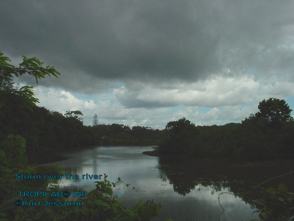 Storm over the Coppename river 