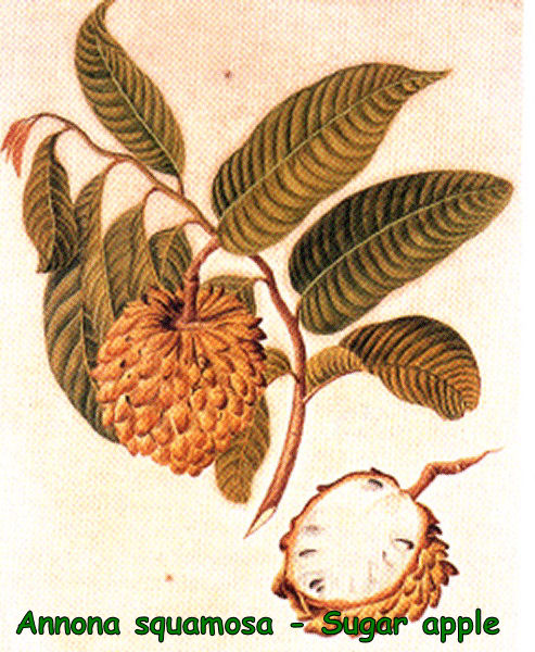 Annona squamosa - Sugar apple