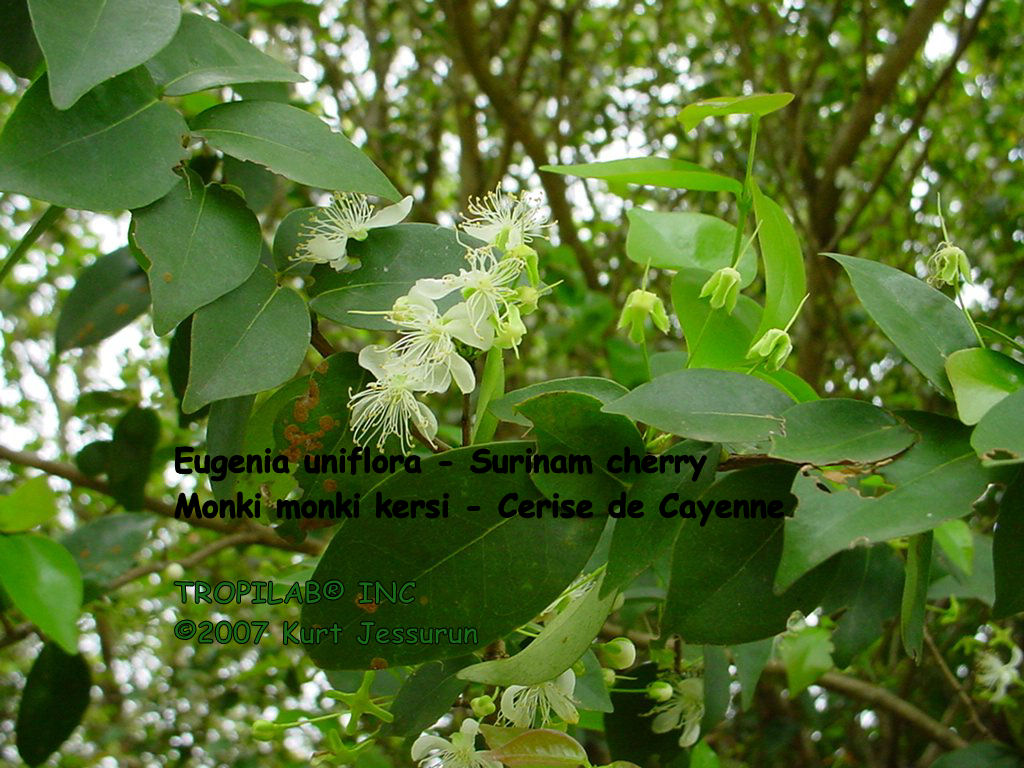 Eugenia uniflora - Surinam cherry flowers