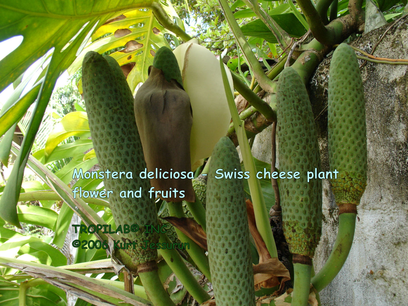 Monstera deliciosa - Swiss cheese plant flower and fruits