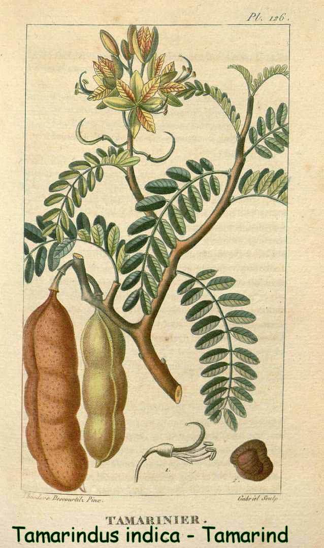 Tamarindus indica- Tamarind