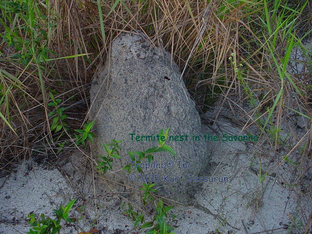 Termite Nest in the Savanna