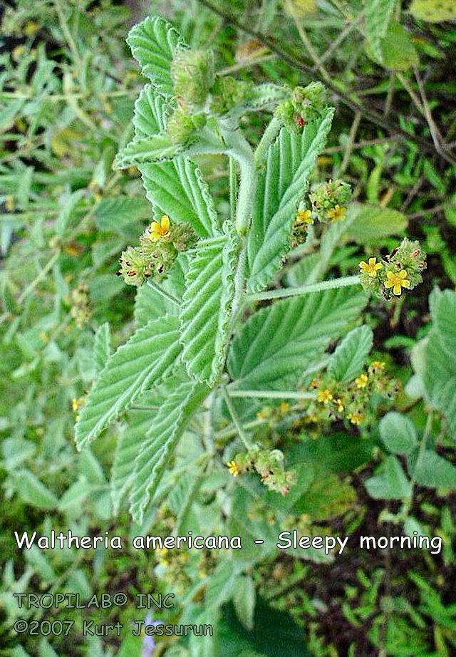 Waltheria americana - Sleepy morning