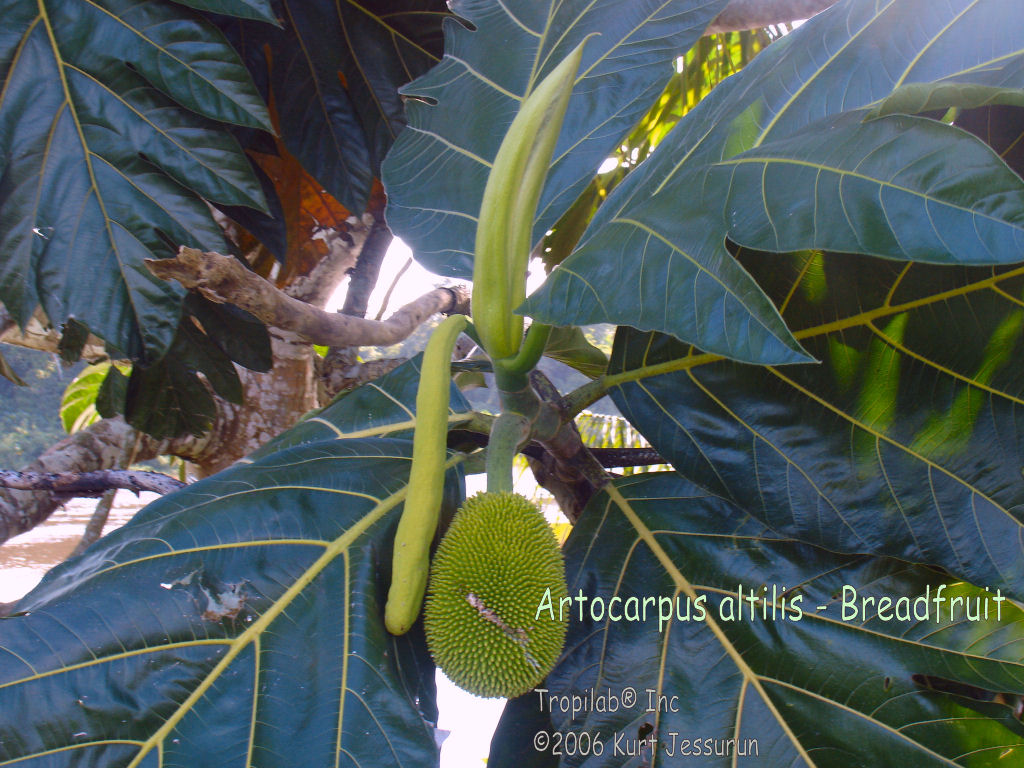 Artocarpus altilis - Breadfruit young fruit 