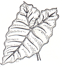 Xanthosoma sagittifolium - Arrowleaf elephant ear