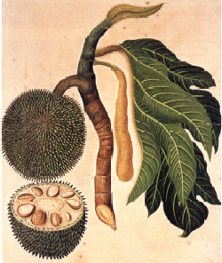 Artocarpus altilis