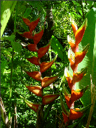 Flabellata