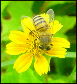 bee