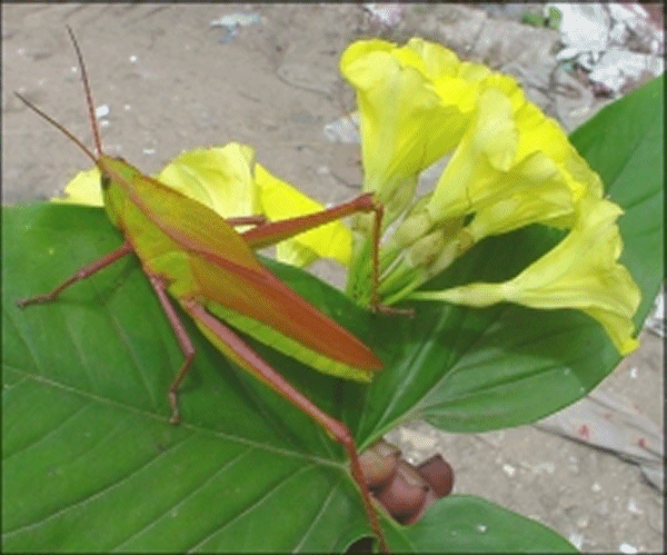 grasshopper