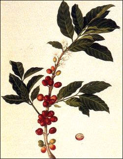 Coffea arabica