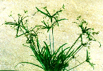 Cyperus rotundus