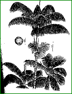 Euterpe oleracea - Acai palm