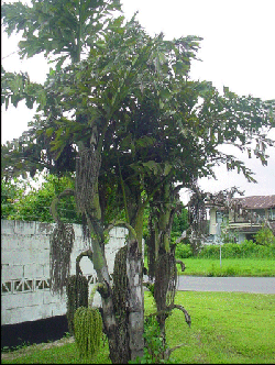 Fishtail palm