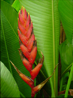 Heliconia flabellata