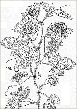 Passiflora foetida