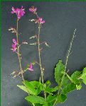 Desmodium adscendens (Amor seco)