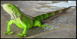 Iguana